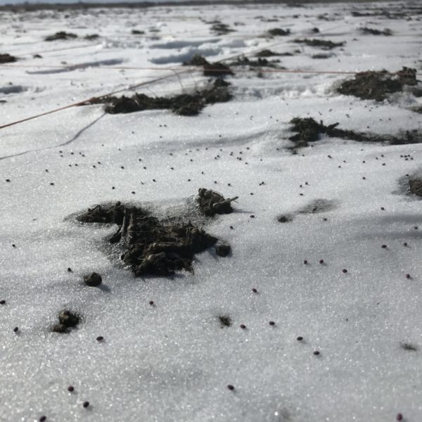 Frost seeded Frosty Berseem Clover Grassland Oregon
