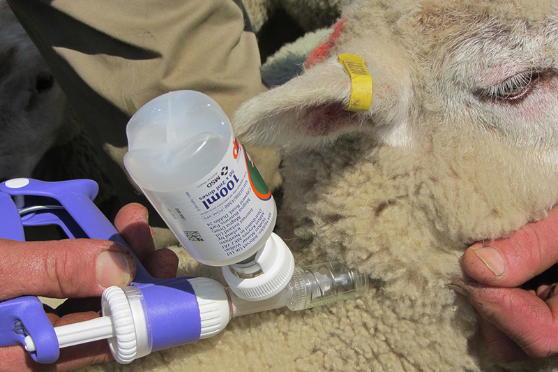 Call for more effective communication with farmers over disease