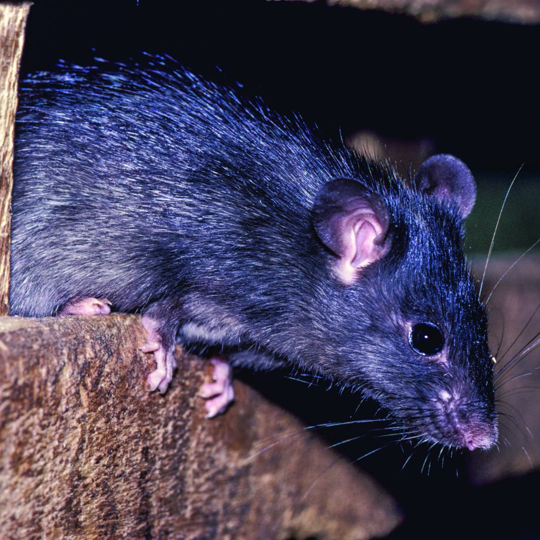 Rat Rampant PROTECT GRAIN STORES AGAINST RAMPANT RODENTS - Agribusiness ...