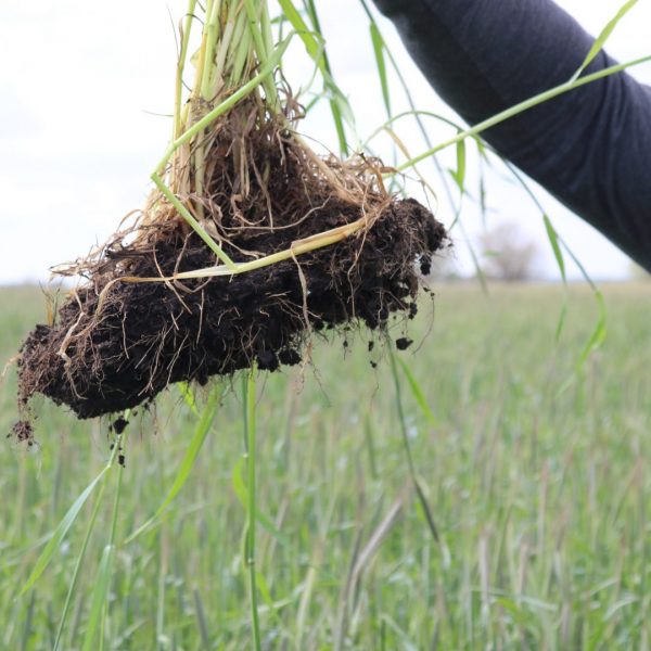 Young Rye Roots COVER CROP CORNER: COVERING YOUR ASSETS DURING DROUGHT - Agribusiness ...