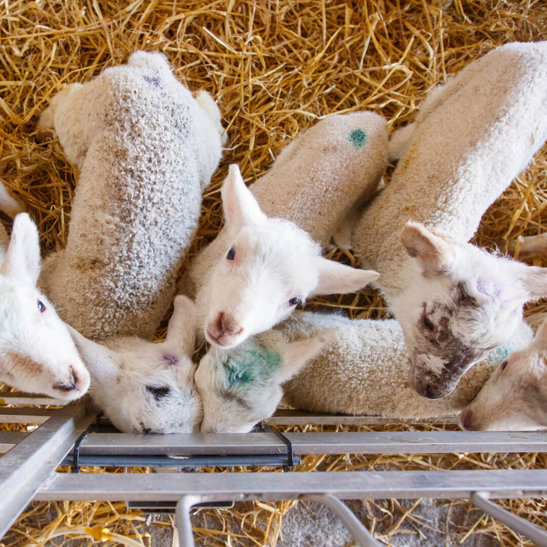 SURPLUS LAMBS CAN THRIVE ON COLD MILK Agribusiness Communications