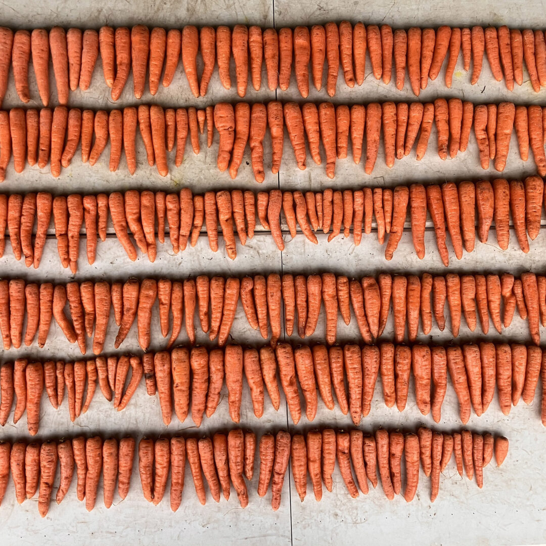 BIO BOOST FOR CAVITY SPOT IN CARROTS - Agribusiness Communications ...