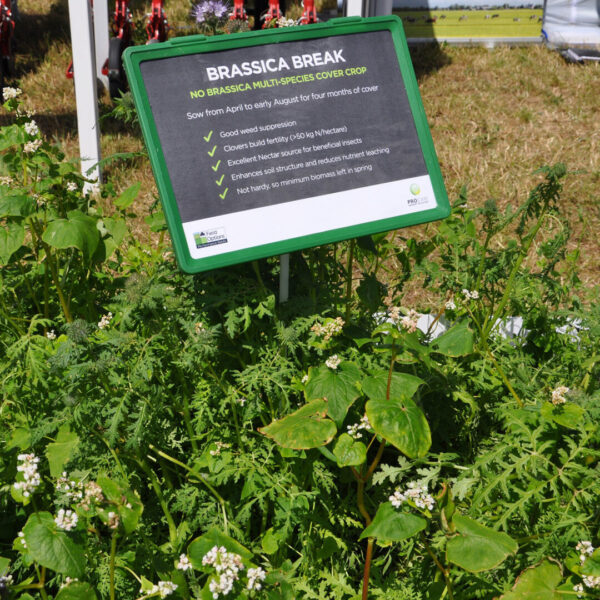 Brassica break cover crop SQUARE