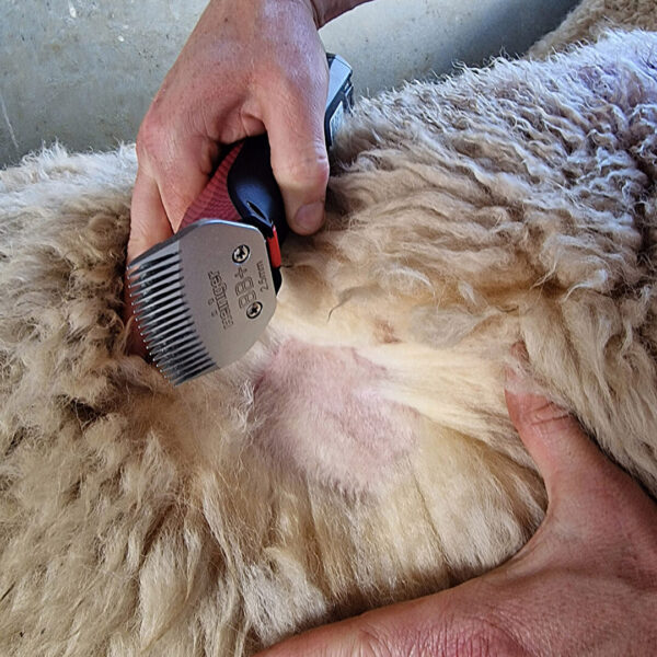 The Opal Xtend is designed for a close cut to improve hygiene and make treatments easier SQUARE
