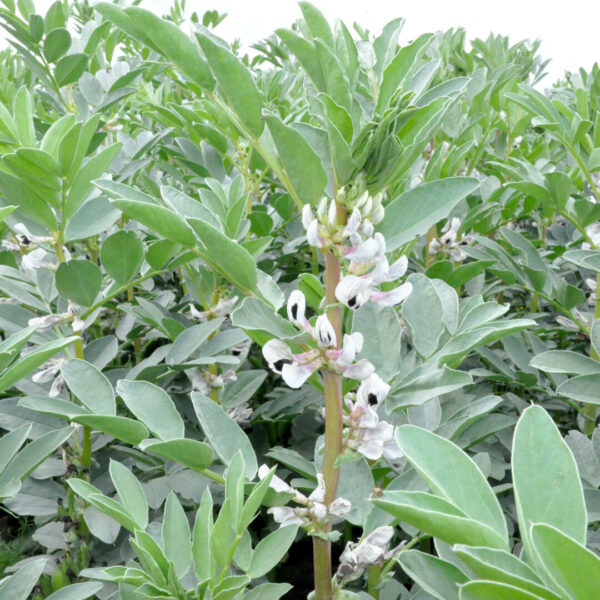 Field beans_2_Cawood 2021