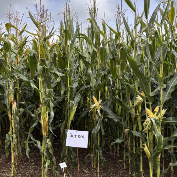Sunset maize trial SQUARE