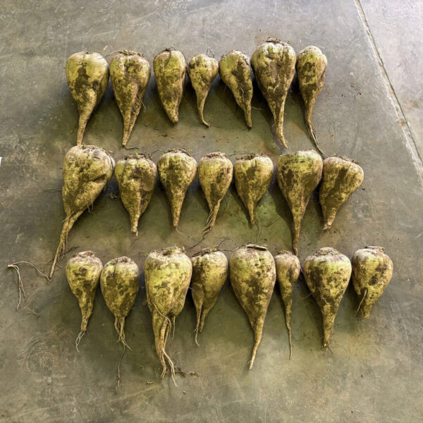 Pluton + Sirius treated harvested SQUARE