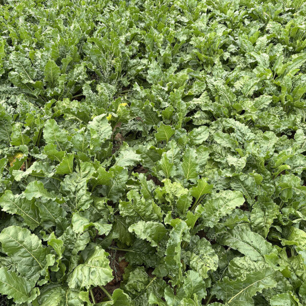 Untreated - Plot SQUARE