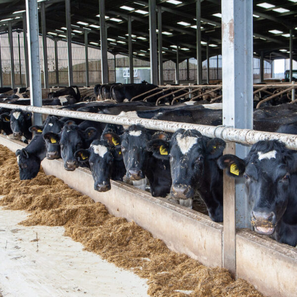 Cows at the Tincknells square