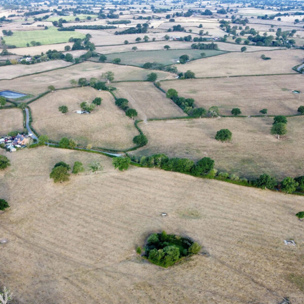 DCIM101MEDIADJI_01 Barenbrug drought release image 284.JPG